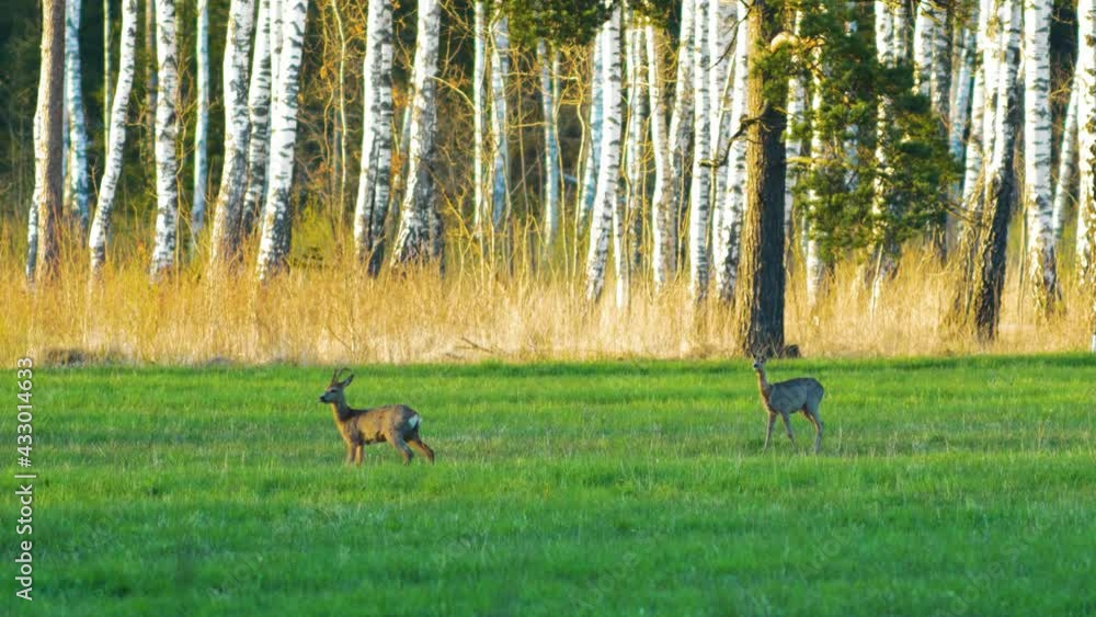 Alarmed wild European roe deer (Capreolus capreolus) in a green meadow, sunny spring evening, birch trees in background, golden hour, medium shot from a distance Alarmed wild European roe deer (Capreolus capreolus) in a green meadow, sunny spring evening, birch trees in background, golden hour, medium shot from a distance