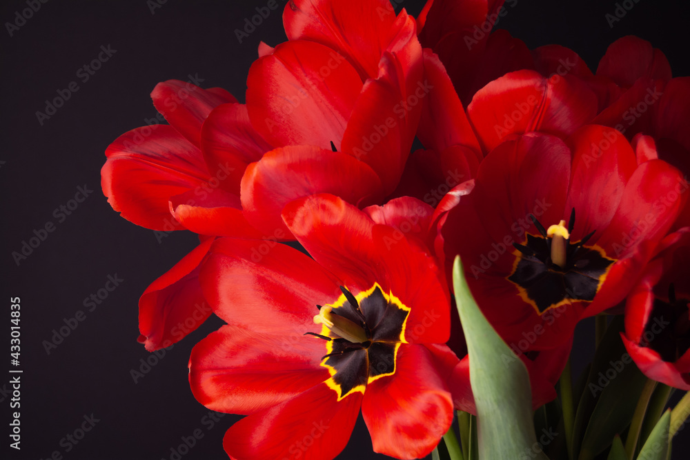 Bouquet of opened red fresh tulips on black background Bouquet of opened red fresh tulips on black background