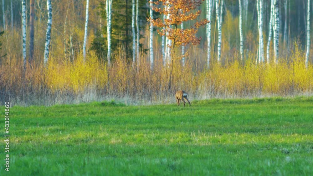 Wild European female roe deer (Capreolus capreolus) eating in a green meadow, sunny spring evening, golden hour, medium shot from a distance Wild European female roe deer (Capreolus capreolus) eating in a green meadow, sunny spring evening, golden hour, medium shot from a distance