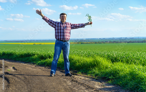 a man as a farmer walking along the field  dressed in a plaid shirt and jeans  checks and inspects young sprouts crops of wheat  barley or rye  or other cereals  a concept of agriculture and agronomy
