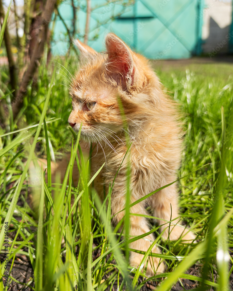 Red kitten in the grass