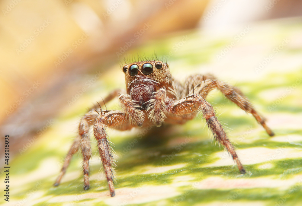 Jumping spider on pink flowers in the garden. Hyus spider on flowers with green background. Jumping spider on pink flowers in the garden. Hyus spider on flowers with green background.