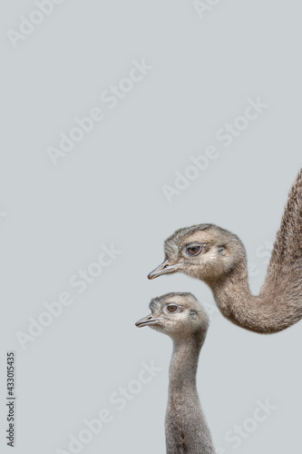 Cover page with an ostrich mother with her cute and curious chick at solid grey background with copy space. Concept of biodiversity and wildlife conservation.