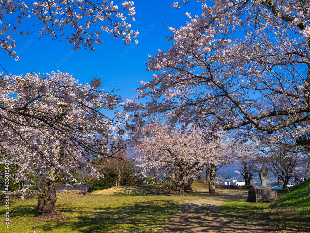 Pathway through a park with cherry blossom trees blooming in full (Kamegajo park, Inawashiro, Fukushima) Pathway through a park with cherry blossom trees blooming in full (Kamegajo park, Inawashiro, Fukushima)