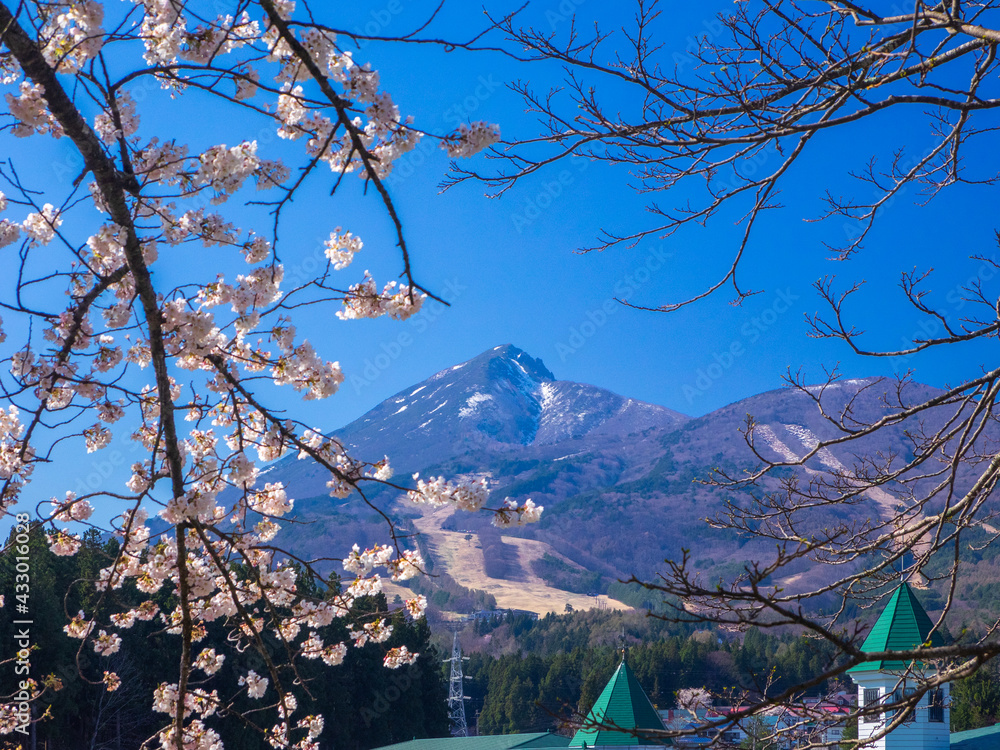 Mountain with remaining snow and snow-melted ski resort seen between cherry blossom trees (Kamegajo park, Inawashiro, Fukushima) Mountain with remaining snow and snow-melted ski resort seen between cherry blossom trees (Kamegajo park, Inawashiro, Fukushima)