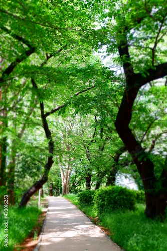 緑に囲まれた散歩道