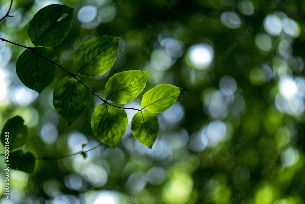 Obraz premium 淡い光と新緑の葉 5月