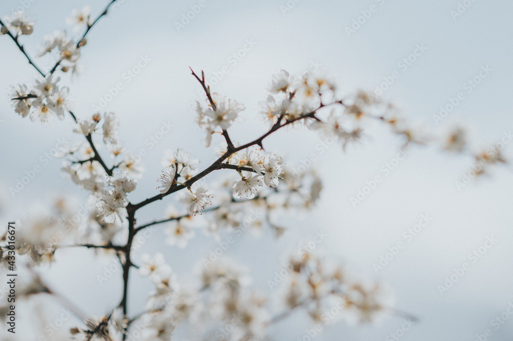 sehr zarte, junge Knospen von einem Obstbaum, Apfelblüte im Frühling. Warmes Licht, viel Platz für Text. Sehr geringe Schärfentiefe.