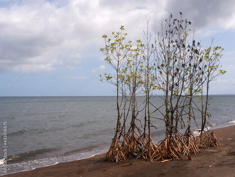Young mangrove trees left on the seashore due to inundation by a strong typhoon storm