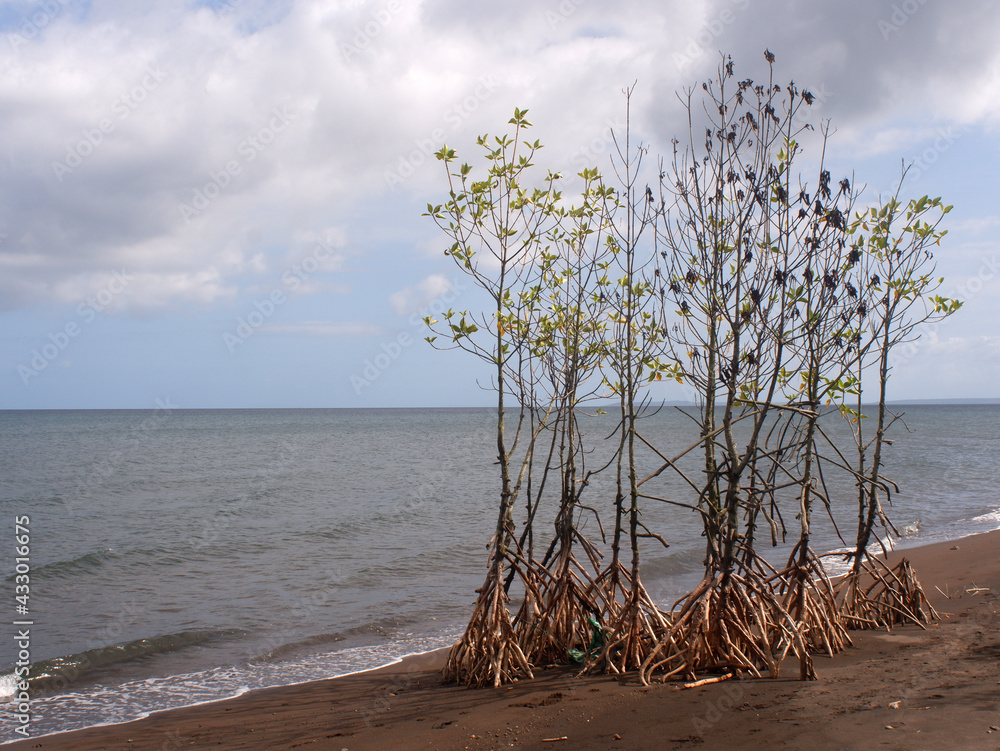 Young mangrove trees left on the seashore due to inundation by a strong typhoon storm Young mangrove trees left on the seashore due to inundation by a strong typhoon storm