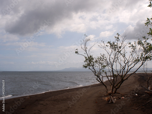 Young mangrove trees left on the seashore due to inundation by a strong typhoon storm