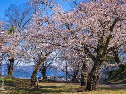 Park with cherry blossom trees in full bloom  Kamegajo park  Inawashiro  Fukushima 