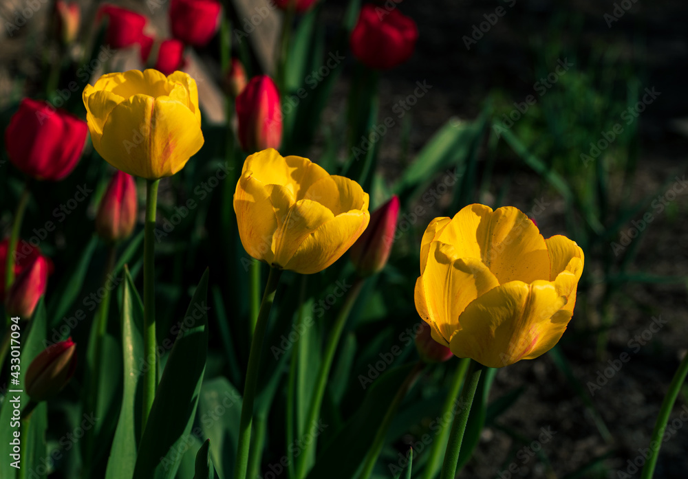 Blooming yellow tulips in spring flowerbed low key background. Field of bright beautiful blooming flowers closeup in sunlight. Natural floral blossom wallpaper banner dark and moody minimal style. Blooming yellow tulips in spring flowerbed low key background. Field of bright beautiful blooming flowers closeup in sunlight. Natural floral blossom wallpaper banner dark and moody minimal style.