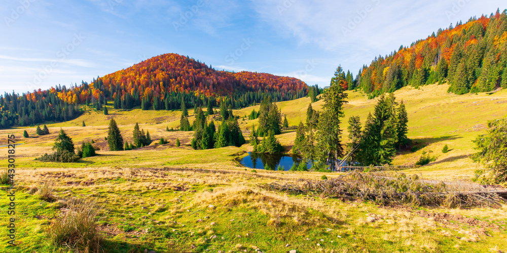 autumn panoramic landscape in mountains. fir trees around the pond on the meadow in yellowish weathered grass. distant hill in the colorful red orange colors of beech forest