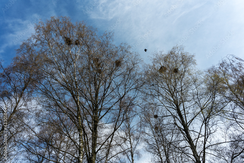 Spring birches with corn crow nests. Spring birches with corn crow nests.