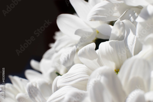 Petals of white daisies  photo representing purity and goodness. macro. background.