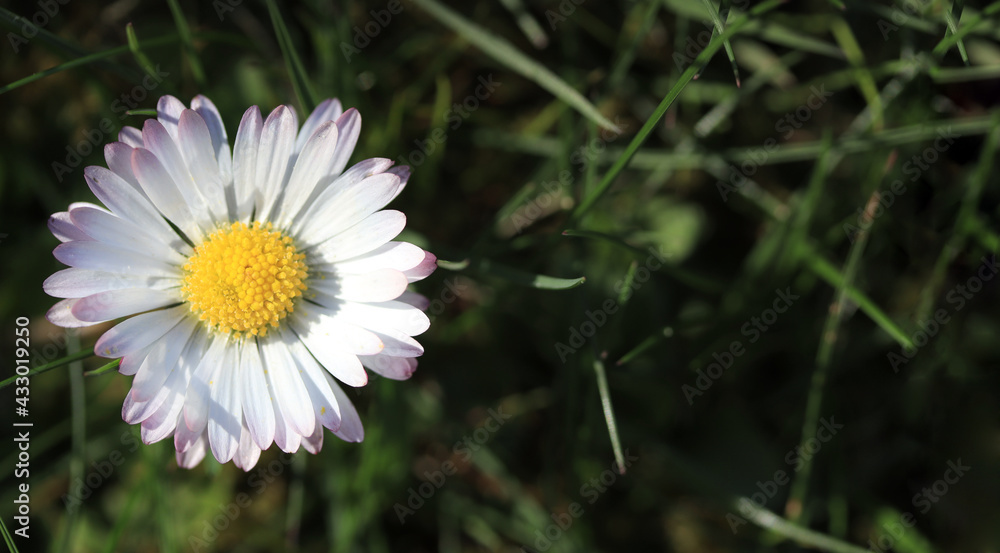 Single daisy in the grass Single daisy in the grass