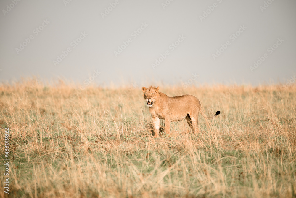 Naklejka premium leone