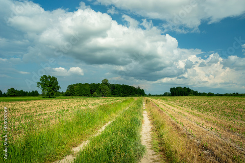 Rural road through field and white clouds at the sky, Nowiny, Poland