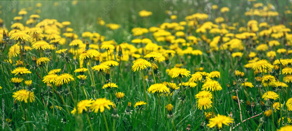 Fototapeta premium Yellow blossoming dandelions on a sunny summer meadow