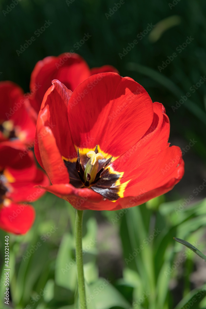 Bright red and yellow tulip buds and fresh green leaves