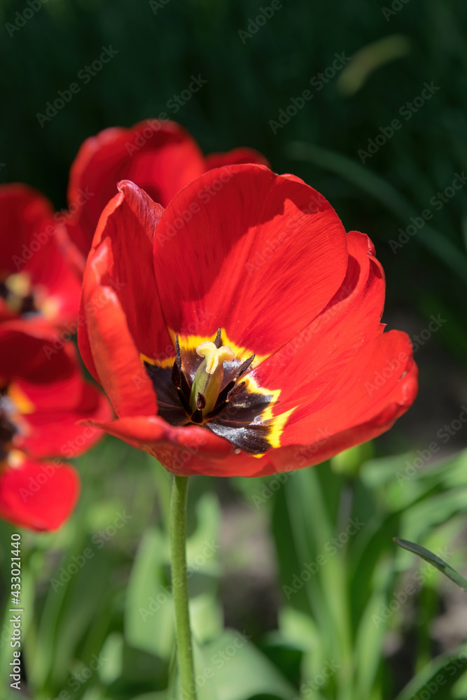 Bright red and yellow tulip buds and fresh green leaves Bright red and yellow tulip buds and fresh green leaves