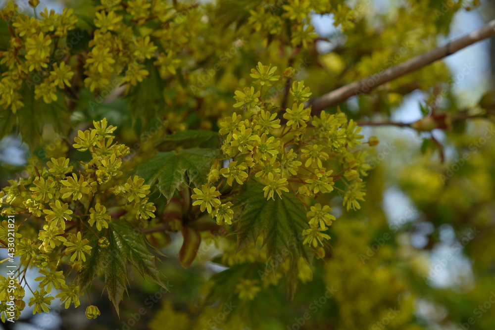 bright spring and flowering tree bright spring and flowering tree