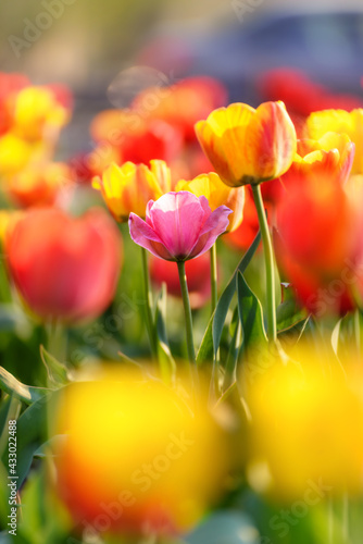 red  yellow and purple tulips in a flower bed close-up  illuminated by the sun