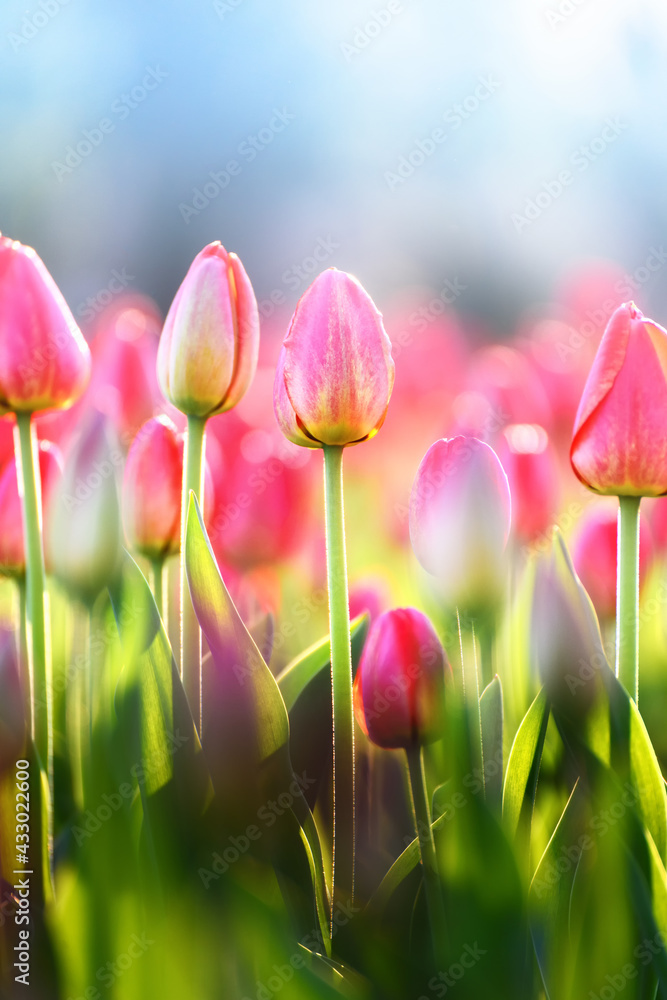 pink tulips in a flower bed close-up, illuminated by the sun