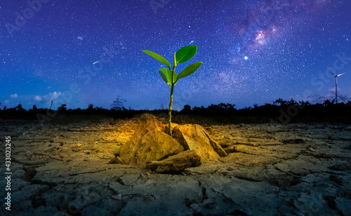 Fotografia Brown drought dry land soil or cracked ground texture and green tree with from agriculture barren on star and blue sunset sky background