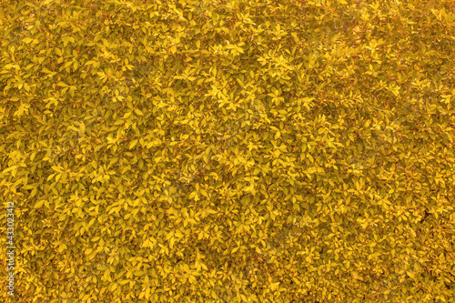 Yellow leaves wall panorama for art work and backdrop design nature theme