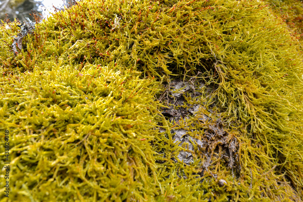 Close-up of green moss with red bristles on a tree trunk. Close-up of green moss with red bristles on a tree trunk.