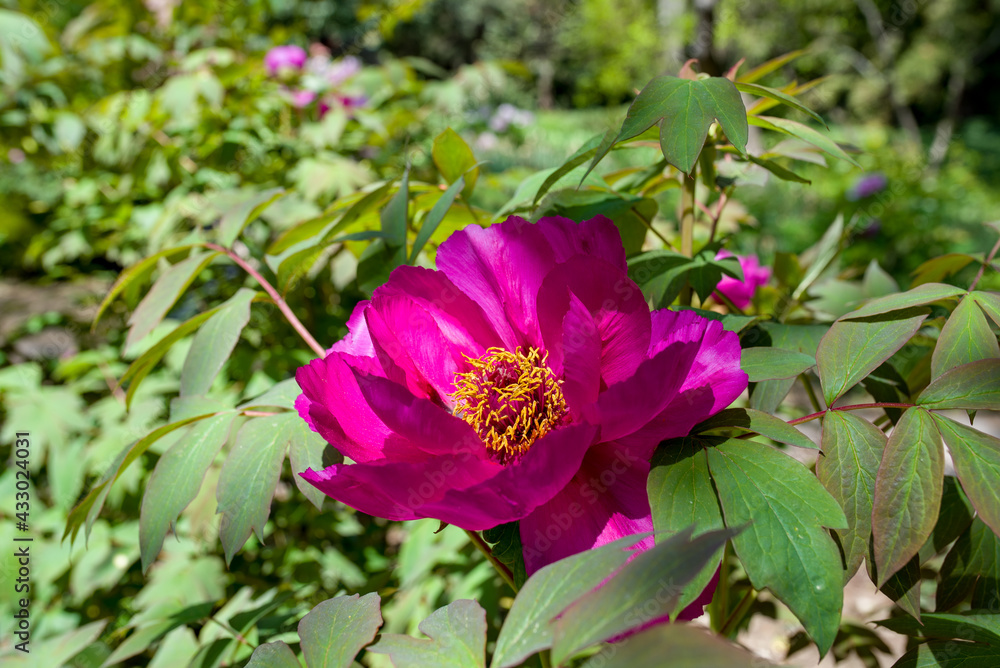pink peonies bloom in the spring in the park pink peonies bloom in the spring in the park