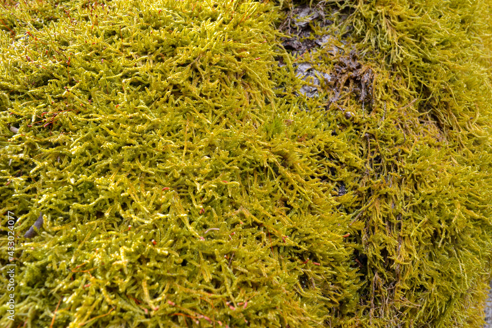 Close-up of green moss with red bristles on a tree trunk. Close-up of green moss with red bristles on a tree trunk.