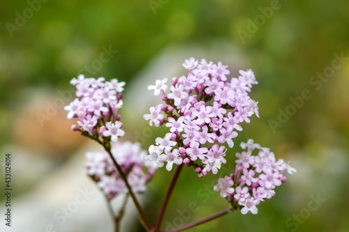 Pink flowers of valerian (Valeriana officinalis) plant.