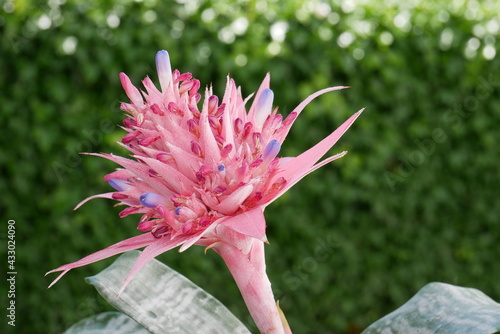 Belle Aechmea Fasciata en fleur devant un fond vert