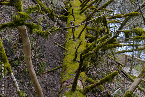 old withered tree trunk overgrown with beautiful green moss. A trunk of a tree has broken off on a pedestrian walkway.