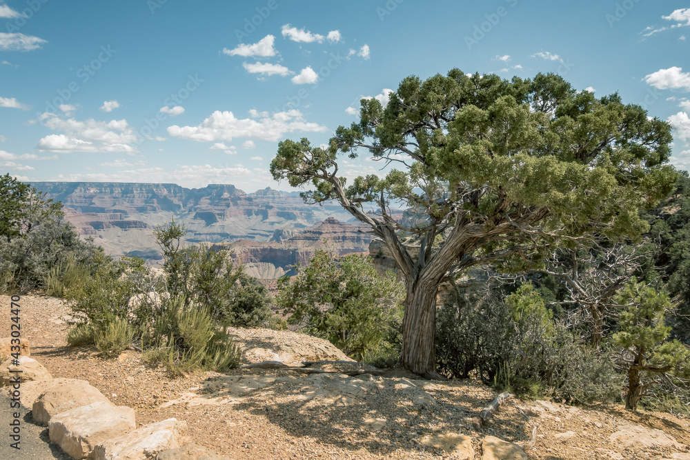 Beautiful tree with Grand Canyon in background