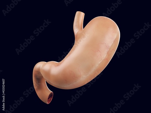 Realistic 3d illustration of human stomach organ. Anatomically accurate render of stomach with duodenum photo