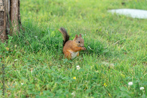 Squirrel is walking on green grass in Park © Елена Гурова