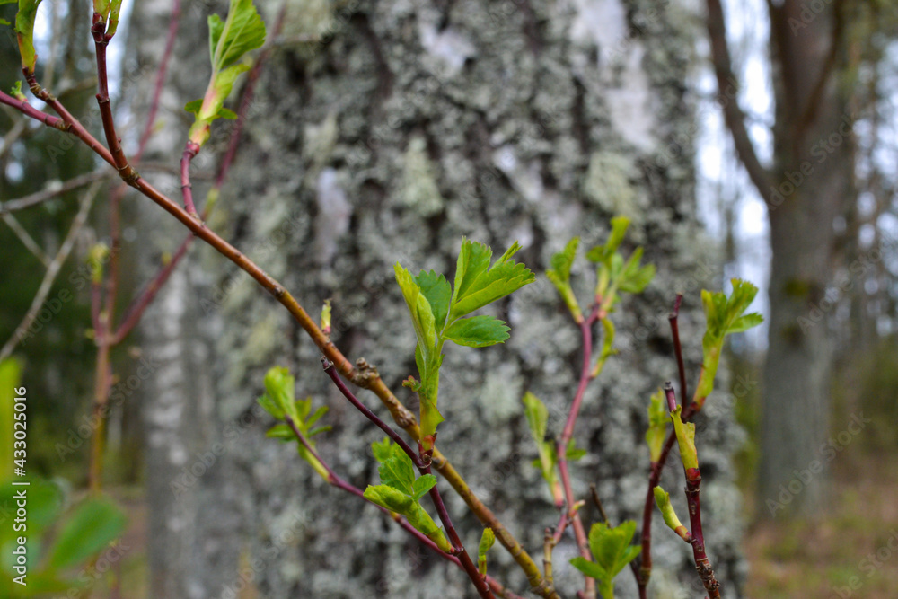 small tree branches in spring on neutral blur background. abstract with fresh green leaves. Spring macro photography small tree branches in spring on neutral blur background. abstract with fresh green leaves. Spring macro photography