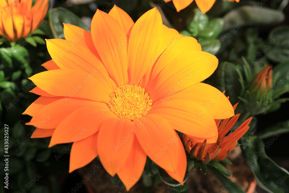 Beautiful blooming gazania in sunny May Beautiful blooming gazania in sunny May