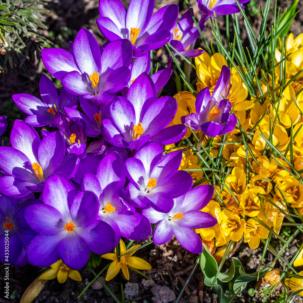 Wiosna i kwiaty