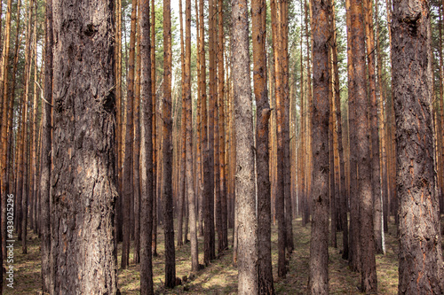 Smooth rows of pine trunks in the forest. Plantations - rows of even tree trunks in the forest.