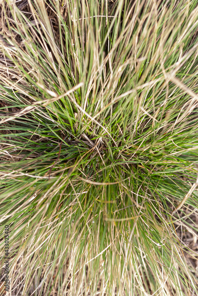 Plant Festuca pratensis with dew drops in early spring. Top view, macro, selective focus.