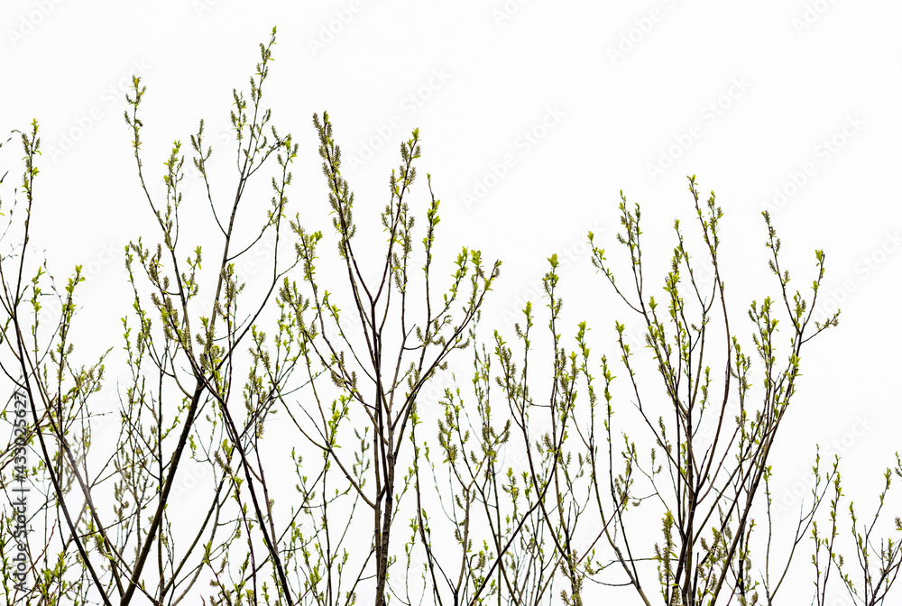 treetops against the sky in spring treetops against the sky in spring