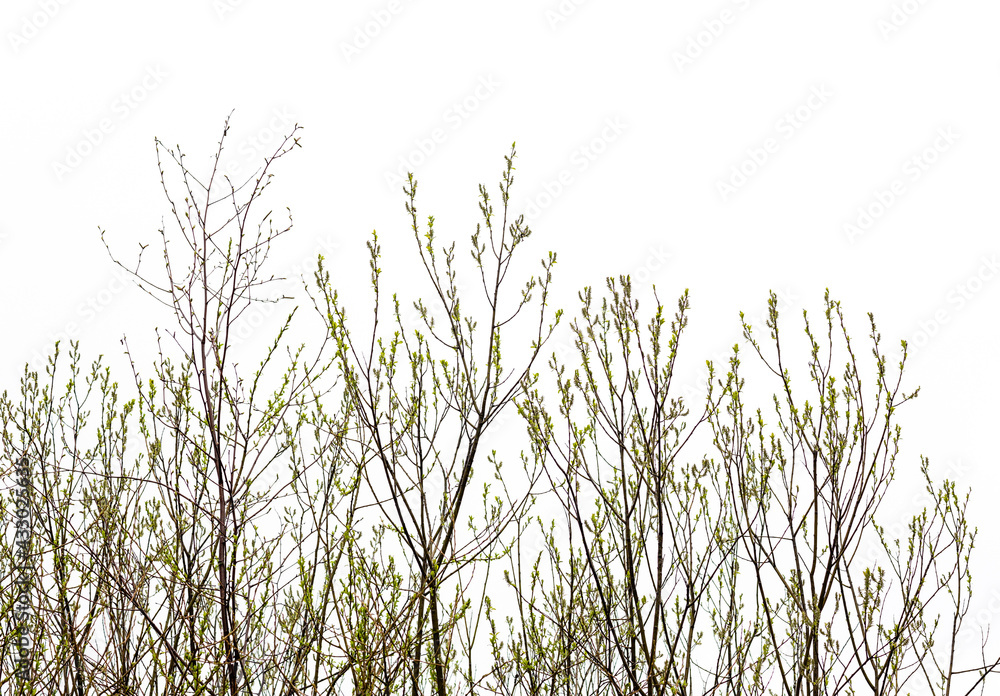 treetops against the sky in spring treetops against the sky in spring