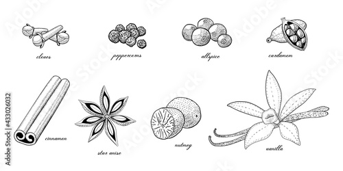 Collection of seasoning and culinary plant, hand drawn sketch vector illustration, vintage engraving condiment set isolated on white background.