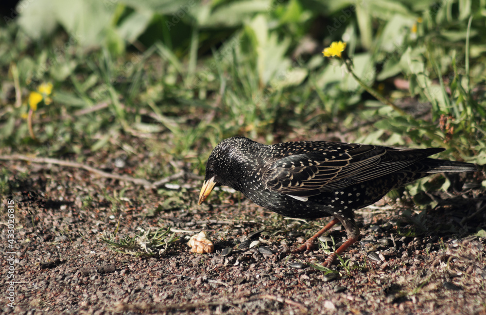 The starling bird flew into the garden in the spring The starling bird flew into the garden in the spring