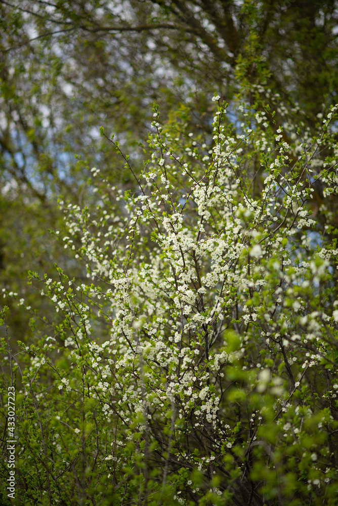 Fototapeta premium Photo of flowering branches in spring.